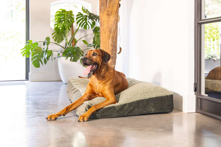 Designed by Lotte Hundekissen Yndis